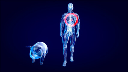 Abstract 3D illustration of a pig heart transplantation.