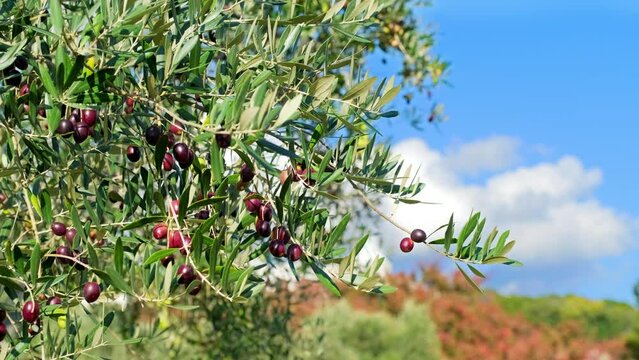 Olive leaves and olive fruits blowing in wind, Shodoshima Island in Kagawa Prefecture in Japan, Food industry and agriculture, Nobody