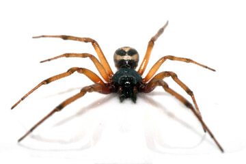 Close Up Macro Photo of a House Spider on A White Background