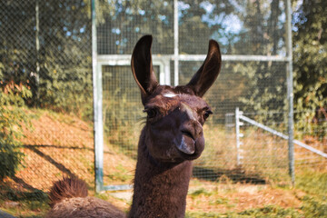 Fototapeta premium Funny Lama in the grass at Ortenau castle