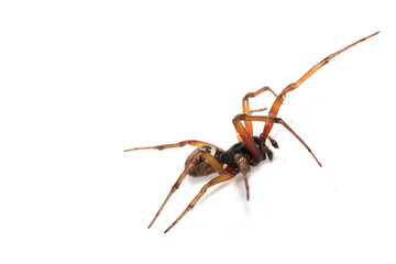 Close Up Macro Photo of a House Spider on A White Background