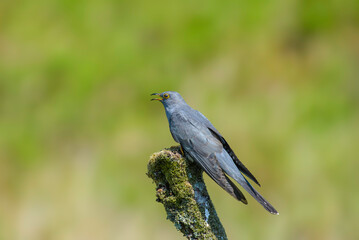 Cuckoo, Cuculus canorus, perched on a lichen covered branch