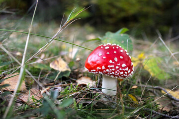 Amanita muscaria.