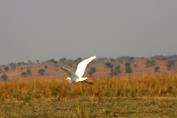 Aigrette en vol