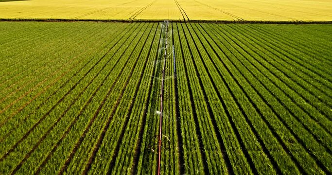 Agricultural center pivot irrigation system on industrial onion field