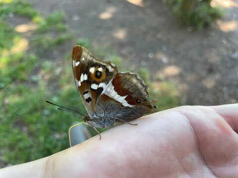 purple emperor butterfly licking probing sweat off the skin of a human