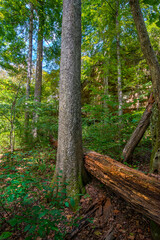 giant trees towering above an old growth forest. 