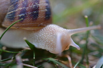 Snail Macro Photography