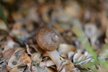 Snail Macro Photography
