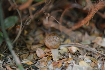 Snail Macro Photography