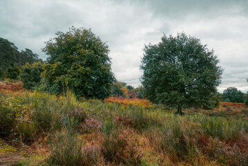 Obraz premium Zwei Bäume in der Wahner Heide im Herbst
