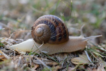 Snail Macro Photography