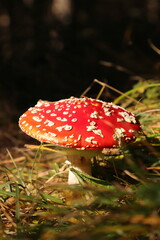 a red toadstool in the forest