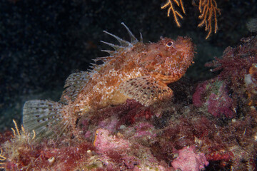 Large-scaled scorpionfish (Scorpaena scrofa) in Mediterranean Sea
