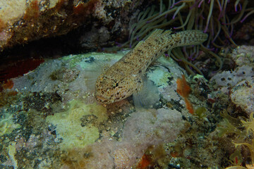 Striped Goby (Gobius incognitus) in Mediterranean Sea