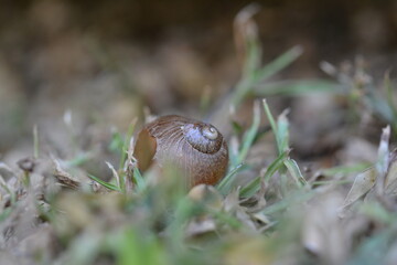Snail Macro Photography