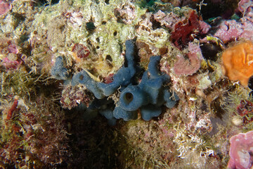 Fototapeta na wymiar Flesh sponge (Oscarella lobularis) in Mediterranean Sea