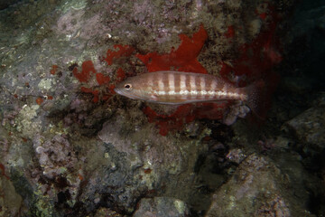 Comber (Serranus cabrilla) in Mediterranean Sea