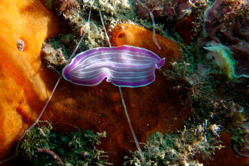 Pink flatworm (Prostheceraeus roseus) in Mediterranean Sea