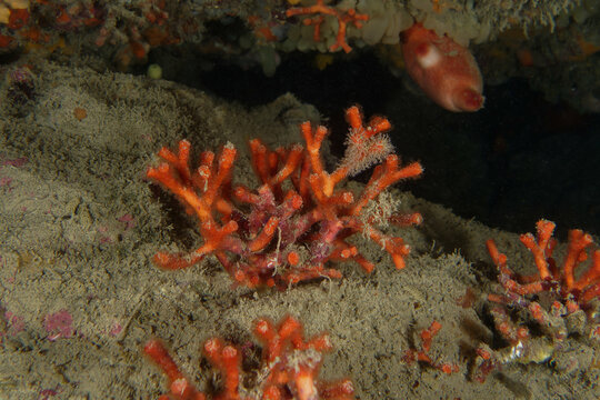 False coral 'Myriapora truncata) in Mediterranean Sea