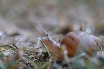 Snail Macro Photography