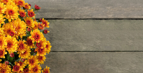 Beautiful bouquet of blooming orange chrysanthemums on wooden background. Bright autumn flowers. Top view. Greeting card with place for text. Flowers for Thanksgiving.