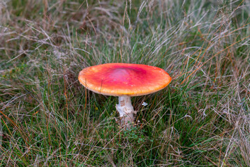 a close-up of an Amanita caesarea mushroom in the grass