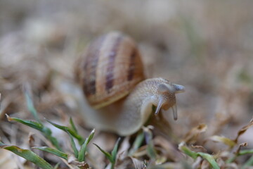 Snail Macro Photography