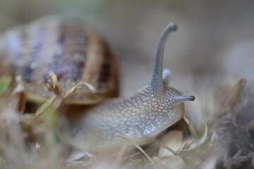 Snail Macro Photography