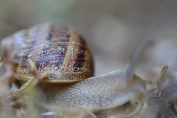 Snail Macro Photography