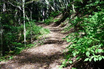 木漏れ日が溢れる森の小道
