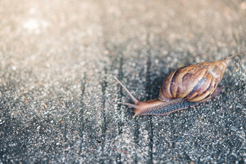 Snail walking on a concrete road. High quality photo. Selective focus on blur background