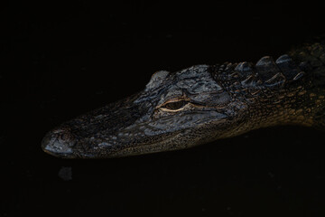 Alligator at The Dock