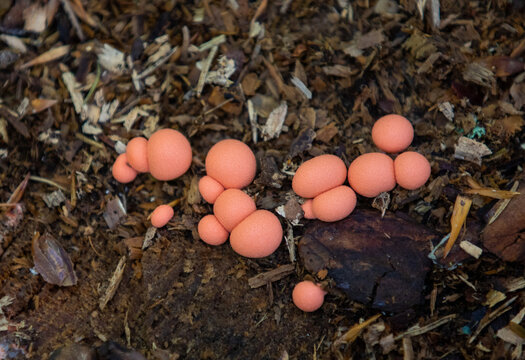 a close-up with many Lycogala epidendrum