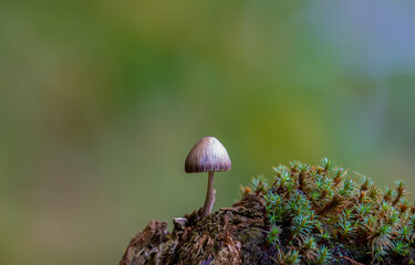 a close-up of a Psilocybe mushroom