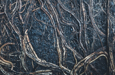 Dirty tree root in abstract background concept