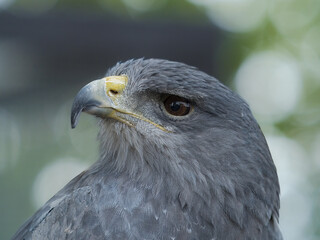 Chilean Eagle