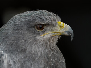 Naklejka premium Chilean Eagle