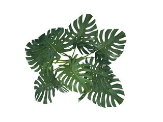 Swiss Cheese Plant interior flower top view png alpha channel © stanslavov