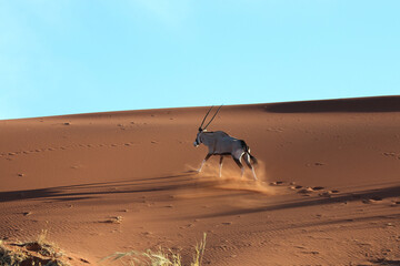 Oryx scared - Namibia
