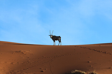Observer on the dune