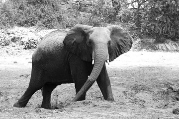 confrontation with an elephant