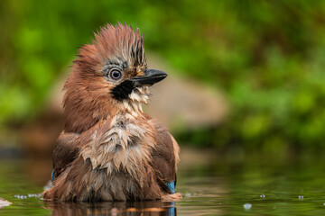 Eurasian jay in the water