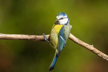 blue bird on a branch