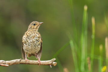 sparrow on a branch