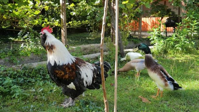 Hahn kr&auml;ht Lachshuhn, Franz&ouml;sische Faverolles, 
