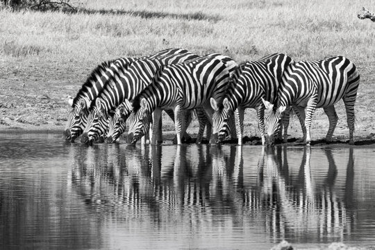 Zebras Drinking Water