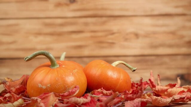 thanksgiving day. natural ripe orange pumpkins with autumn leaves rotate against the background of wooden planks of the table. pumpkin harvest in autumn. bright festive autumn background. 4k.