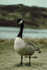 country goose 