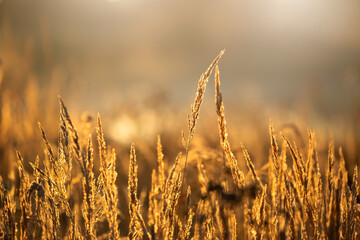 Obraz premium Jesienne trawy - tło